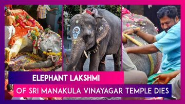 Lakshmi, Elephant Of Sri Manakula Vinayagar Temple Dies; Several Gather To Pay Last Respects In Puducherry